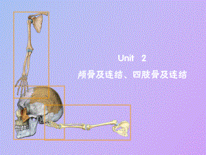 颅骨及连结、四肢骨及连结