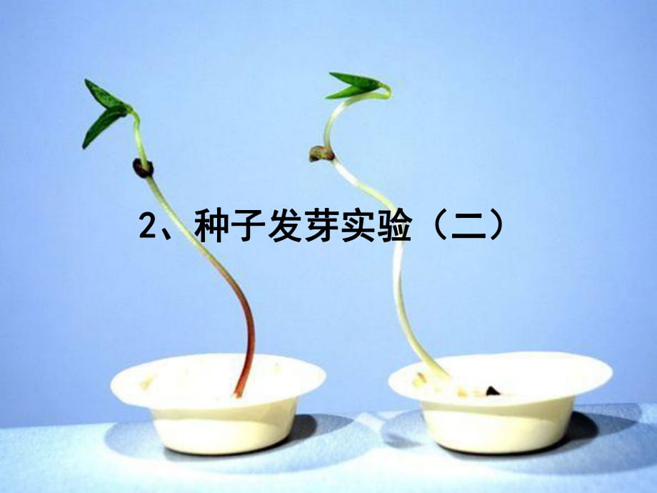 小學(xué)科學(xué)《種子發(fā)芽實(shí)驗(yàn)》_第1頁(yè)