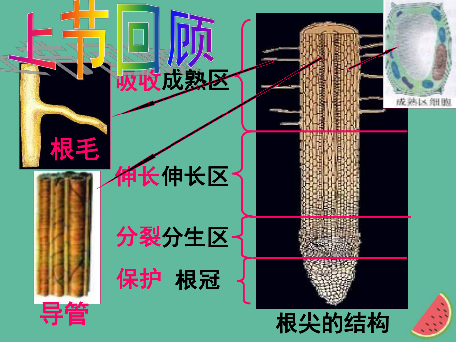 八年級生物上冊 第2章 第3節(jié) 無機(jī)鹽與植物的生長 （新版）冀教版_第1頁