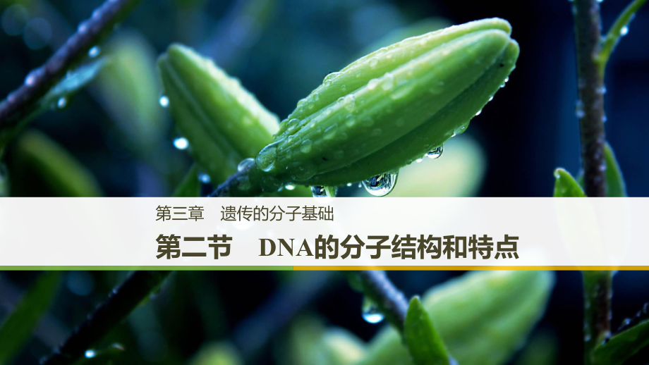 高中生物 第三章 遺傳的分子基礎(chǔ) 第二節(jié) DNA的分子結(jié)構(gòu)和特點 浙科版必修2_第1頁