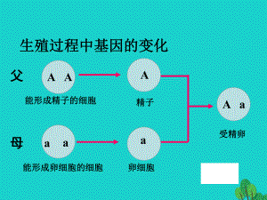 八年級生物上冊 第十一章 第二節(jié) 生物的性狀遺傳 生殖過程中基因的變化 （新版）北京版