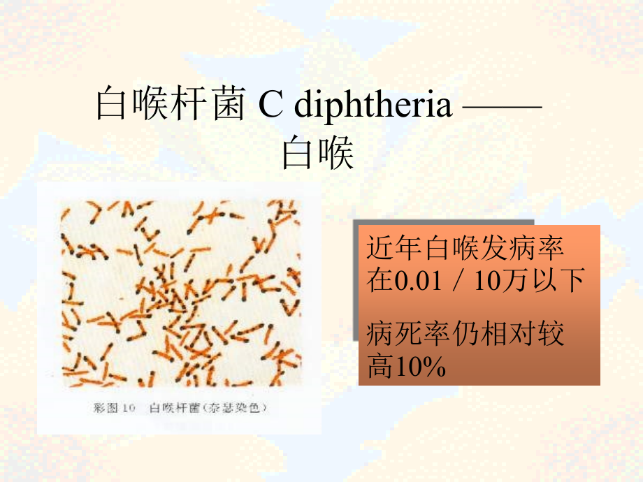 白喉杆菌Cdiphtheria白喉.ppt_第1页