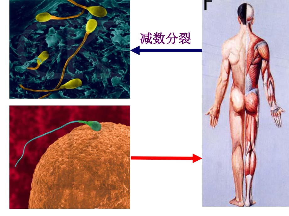 减数分裂和受精作用(带复习有丝分裂)(超赞)_第1页