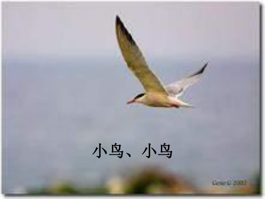 湘教版音樂(lè)五下《小鳥(niǎo)小鳥(niǎo)》PPT課件2_第1頁(yè)