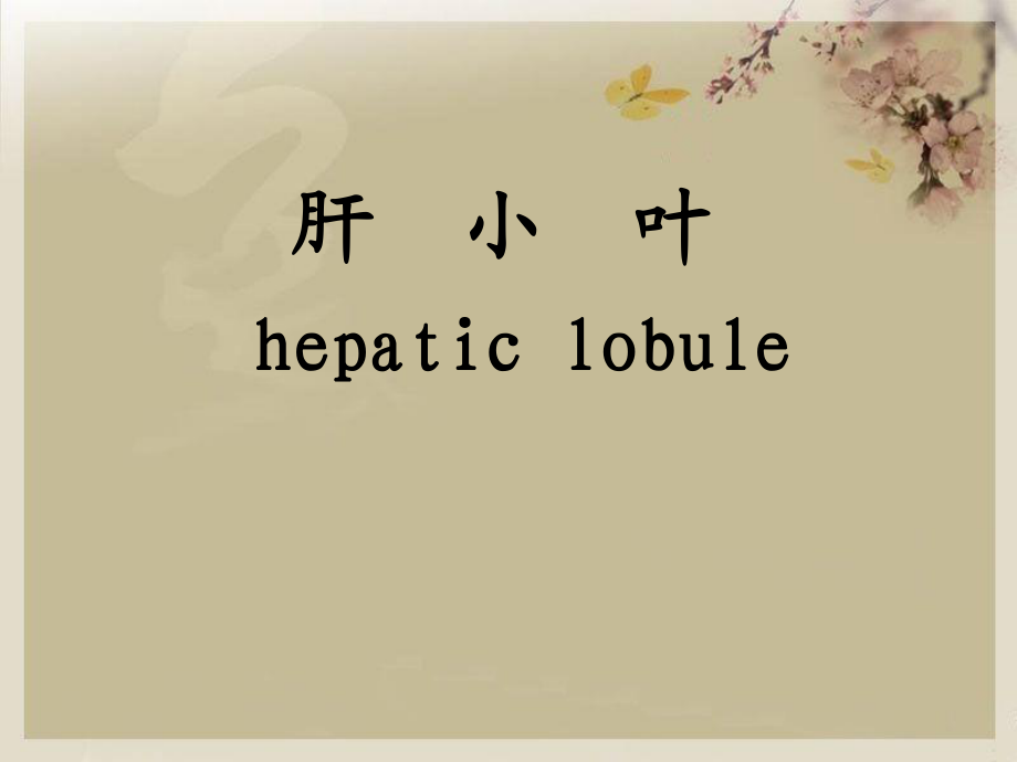 肝小叶 hepatic lobule_第1页