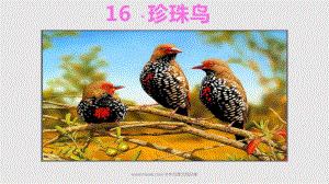 人教版五年16珍珠鳥(niǎo)