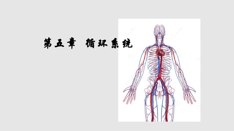 人体及动物生理学循环系统_第1页