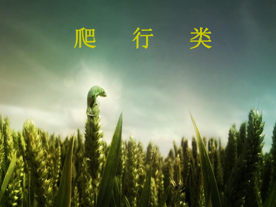 冀少兒2011課標(biāo)版初中生物七年級上冊第一單元 第四章第七節(jié) 兩棲類和爬行類(共20張PPT)_第1頁