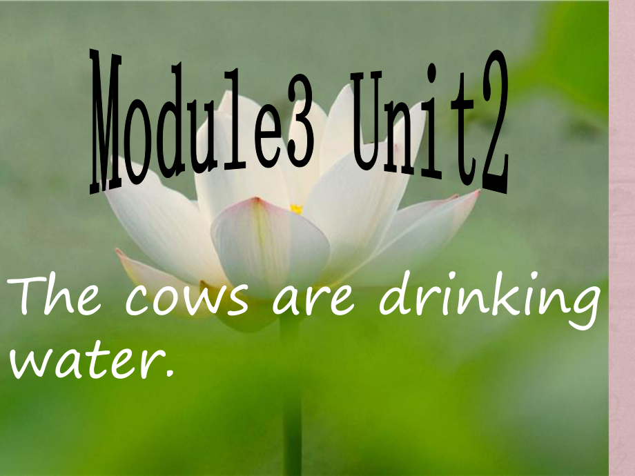 六年級(jí)下冊(cè)英語(yǔ)課件-Module 3 Unit 2The cows are drinking water∣外研版（三起） (共40張PPT)_第1頁(yè)