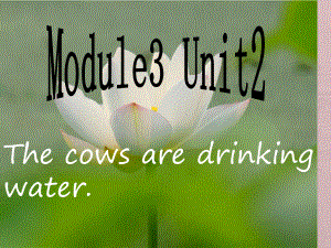 六年級下冊英語課件-Module 3 Unit 2The cows are drinking water∣外研版（三起） (共40張PPT)