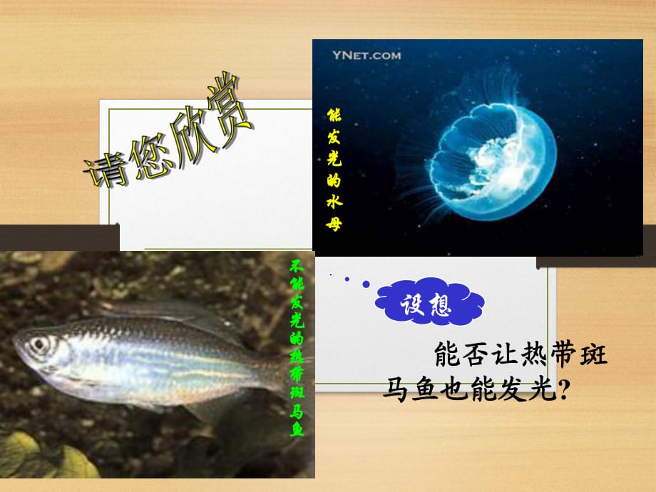 人教版高中生物必修二第六章第2節(jié)《基因工程及其應(yīng)用》 課件 (共43張PPT)_第1頁