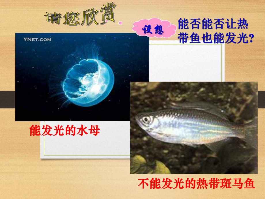 人教版高中生物必修二第六章第2節(jié)《基因工程及其應(yīng)用》 課件 (共30張PPT)_第1頁(yè)