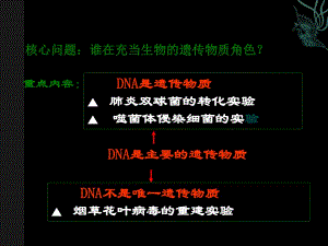 人教版高中生物必修二第三章第2節(jié)《DNA分子的結(jié)構(gòu)》優(yōu)秀課件（48張）(共48張PPT)