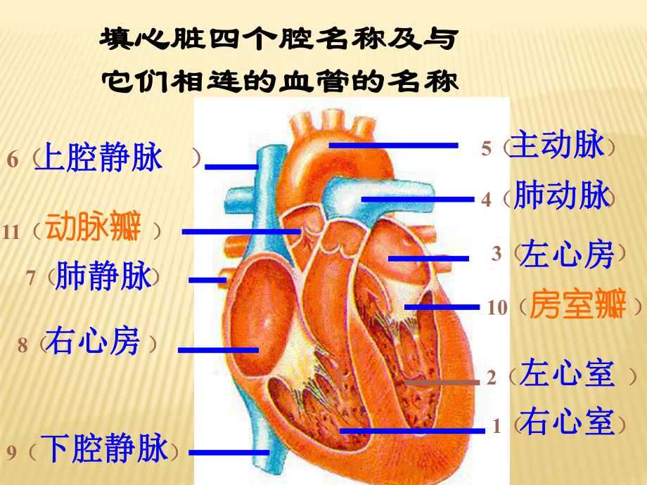 科学家的故事　血液循环的发现 (4)_第1页