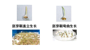 植物生长素的探索史 (2)