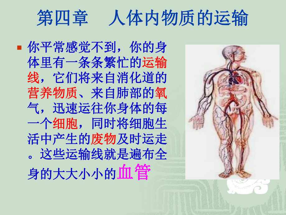 第二节血流的管道——血管 (2)_第1页