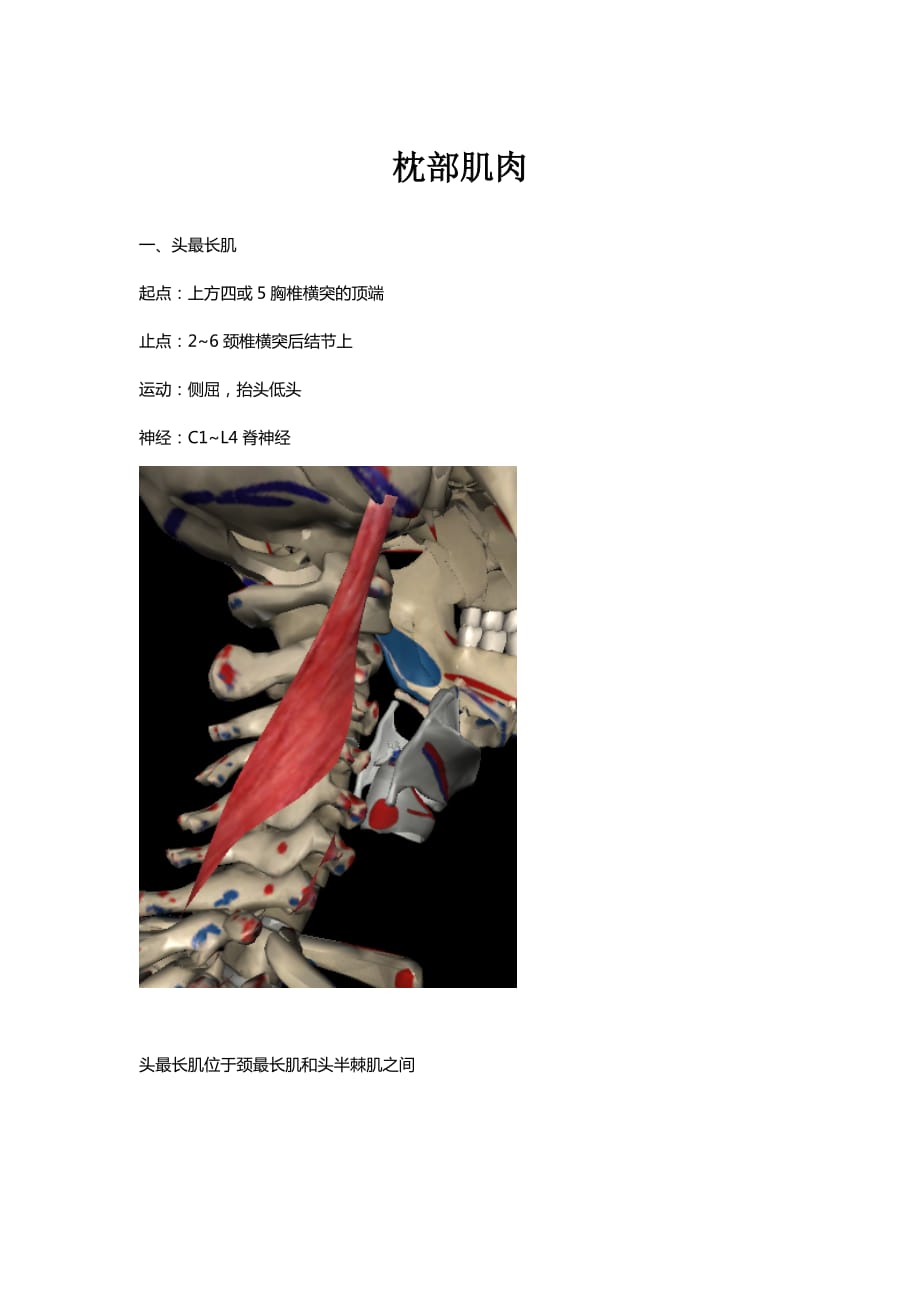 枕部肌肉3D图_第1页