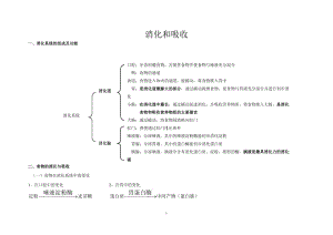 七年級(jí)生物 消化與吸收 知識(shí)點(diǎn)