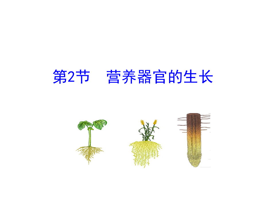 2018秋北師大版七年級生物上冊課件：第6章 第2節(jié) 營養(yǎng)器官的生長_第1頁