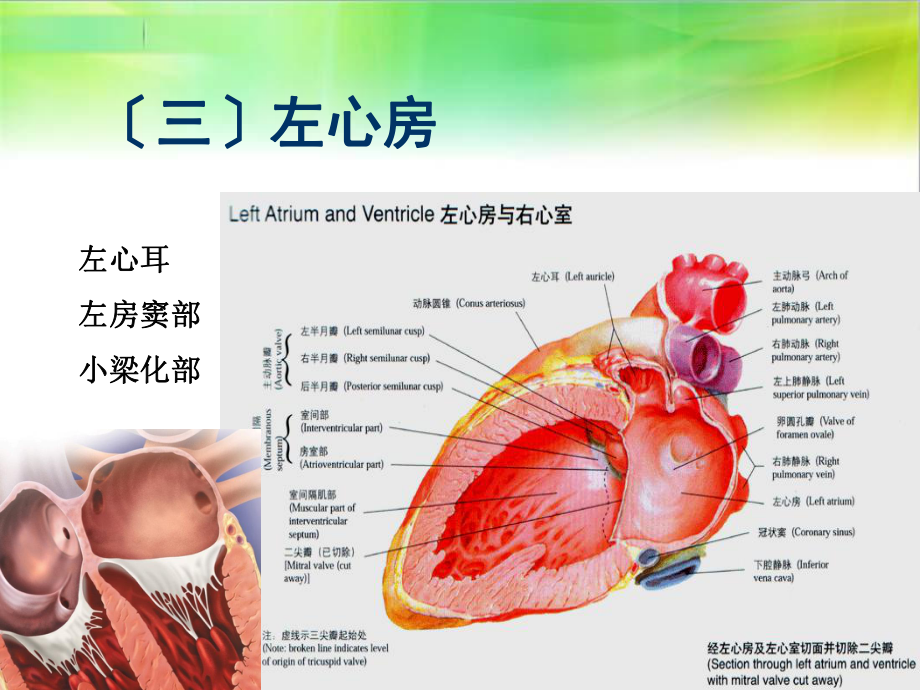 心脏三维解剖分析(左心)PPT课件_第1页