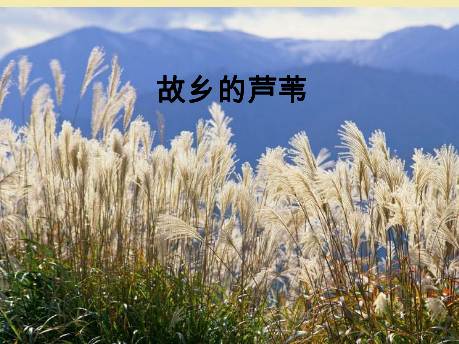 《故乡的芦苇》教学课件_第1页