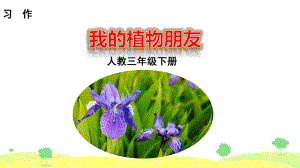 習(xí)作 我的植物朋友