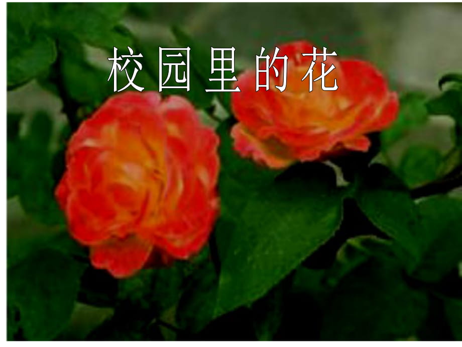 美術(shù)課件-校園里的花_第1頁