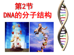 人教版高中生物必修二第三章第2節(jié)《DNA分子的結(jié)構(gòu)》優(yōu)秀課件