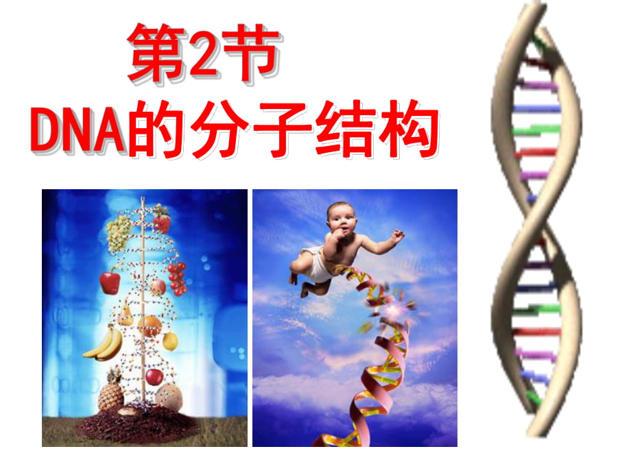 人教版高中生物必修二第三章第2節(jié)《DNA分子的結(jié)構(gòu)》優(yōu)秀課件_第1頁(yè)