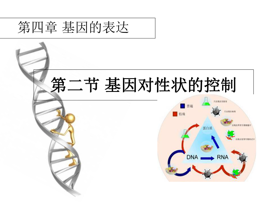 人教版高中生物必修二第四章第2節(jié)《基因對性狀的控制》 課件 (共34張PPT)_第1頁