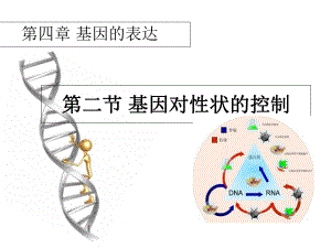 人教版高中生物必修二第四章第2節(jié)《基因?qū)π誀畹目刂啤?課件 (共34張PPT)