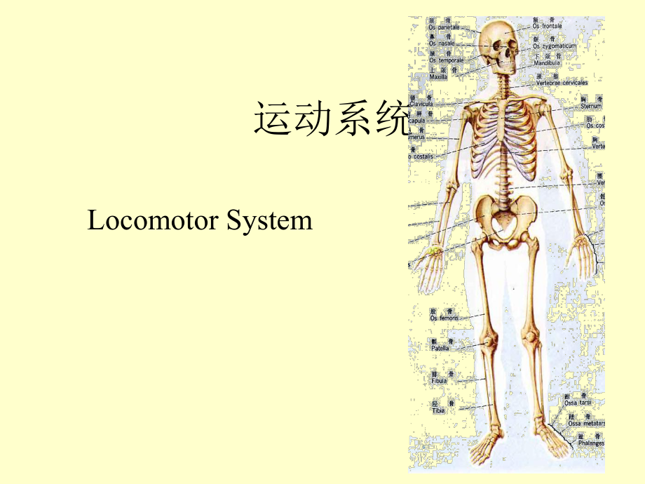 人體解剖學(xué) 運(yùn)動系統(tǒng)_第1頁