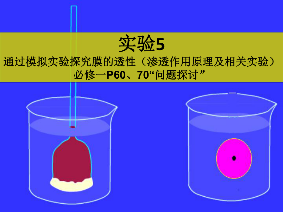 实验5 通过模拟实验探究膜的透性_第1页