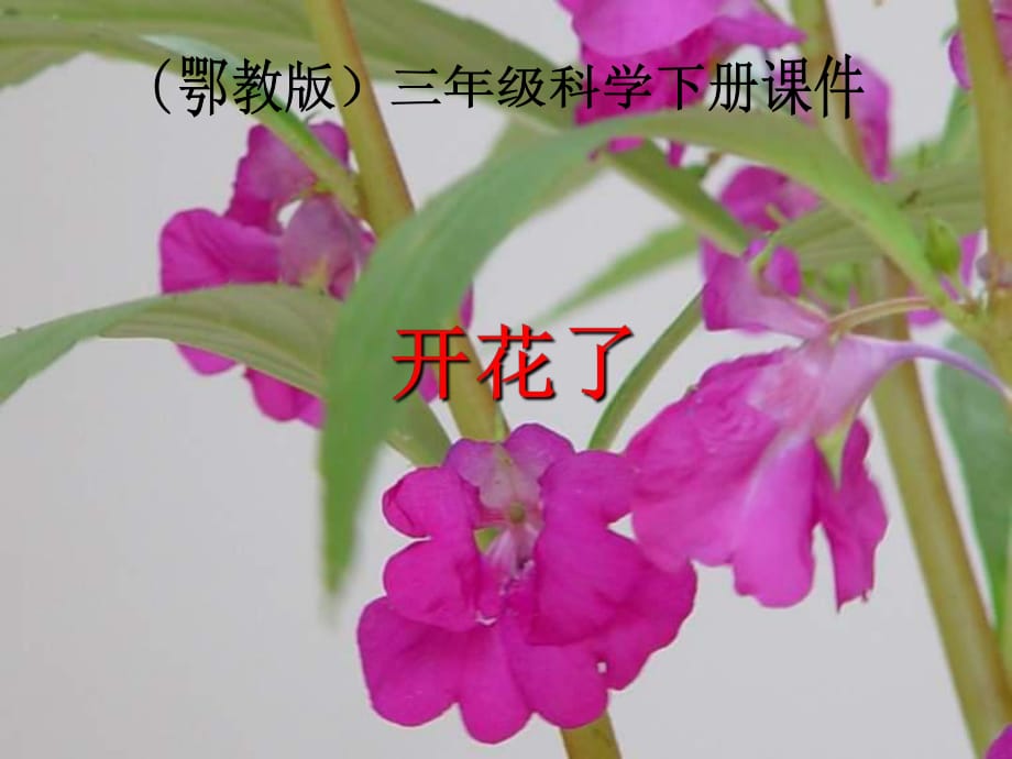 三年級(jí)下冊(cè)科學(xué)課件－第3課 開(kāi)花了1｜ 鄂教版_第1頁(yè)