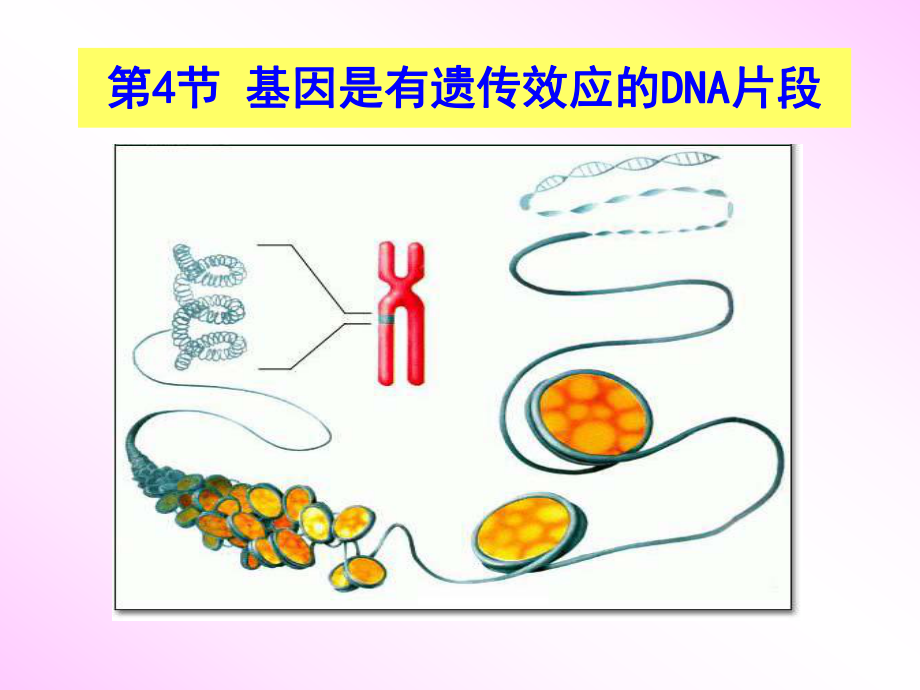 基因是有遗传效应的DNA片段 (2)_第1页