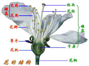 濟南版八上第二節(jié)《傳粉與受精》