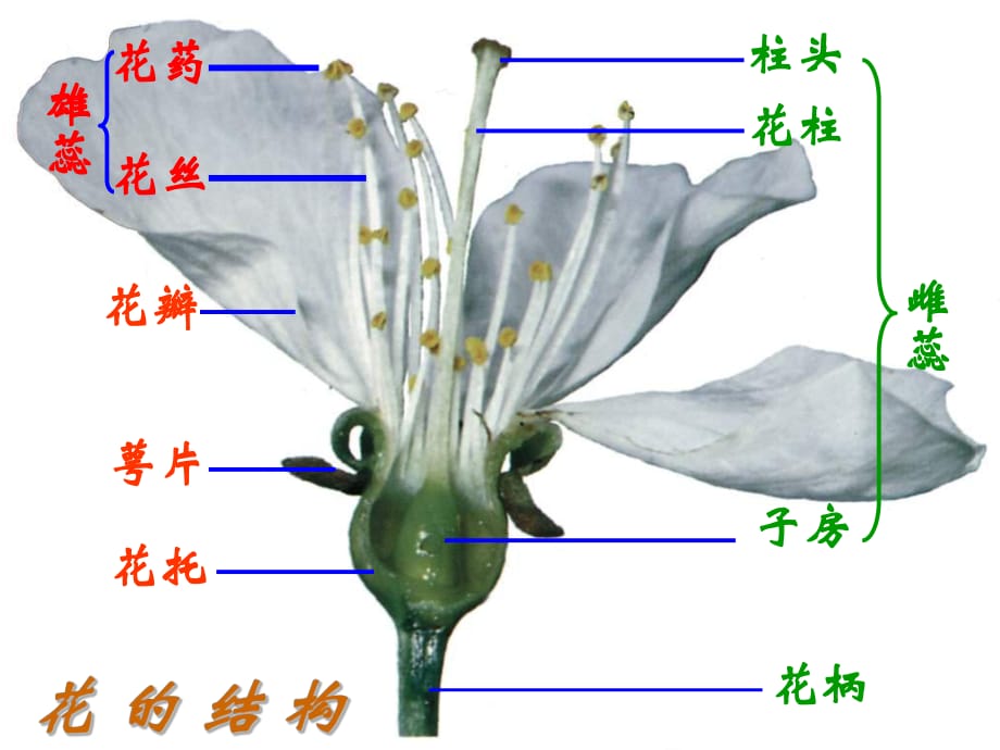 濟南版八上第二節(jié)《傳粉與受精》_第1頁