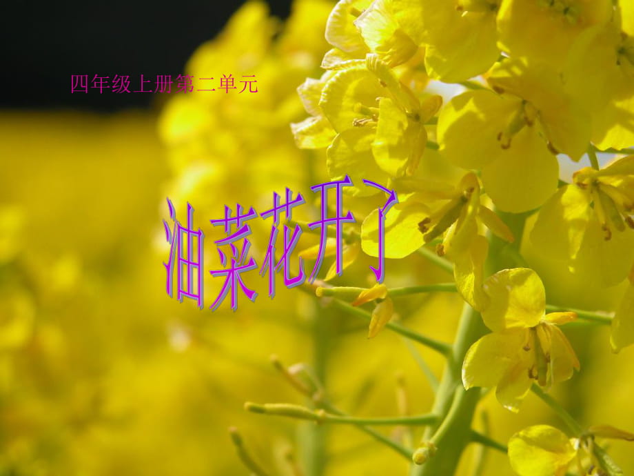 21《油菜花開(kāi)了》課件_第1頁(yè)