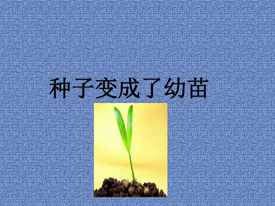 《种子变成了幼苗》课件2_第1页