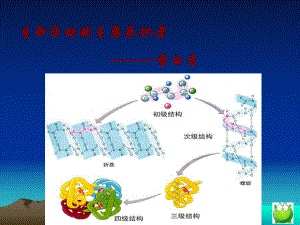 生物：22《生命活動(dòng)的主要承擔(dān)者——蛋白質(zhì)》課件（新人教版必修1）