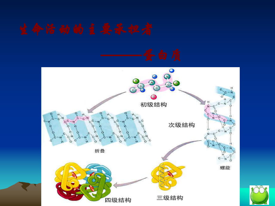 生物：22《生命活動的主要承擔(dān)者——蛋白質(zhì)》課件（新人教版必修1）_第1頁