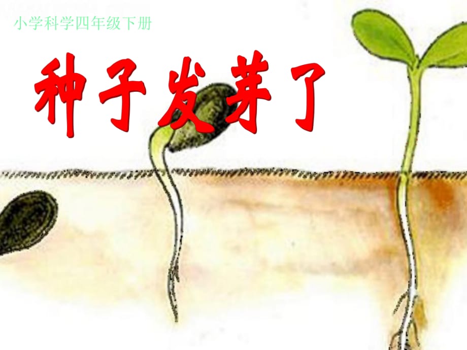 《種子發(fā)芽了》小學(xué)科學(xué)課件_第1頁