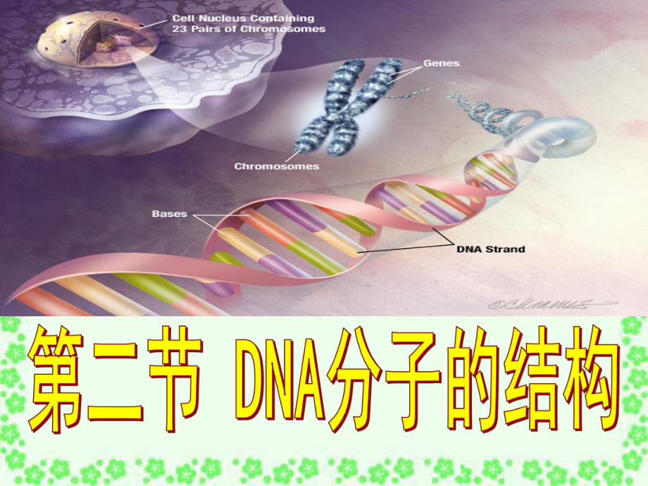 32第二节DNA的结构_第1页