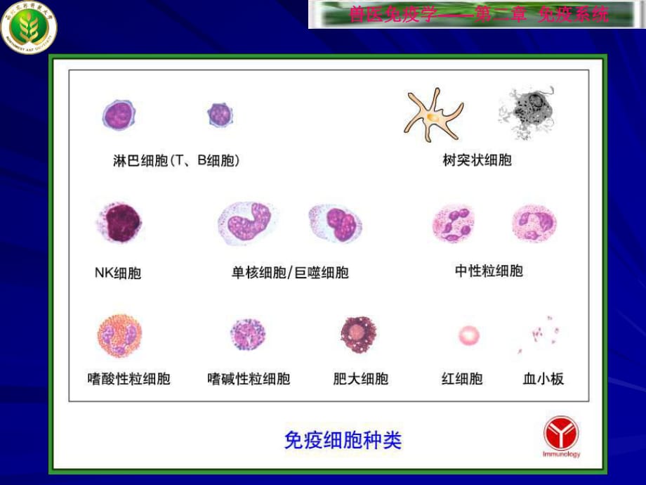 《高校课件,细胞生物学第二章免疫细胞》PPT课件_第1页