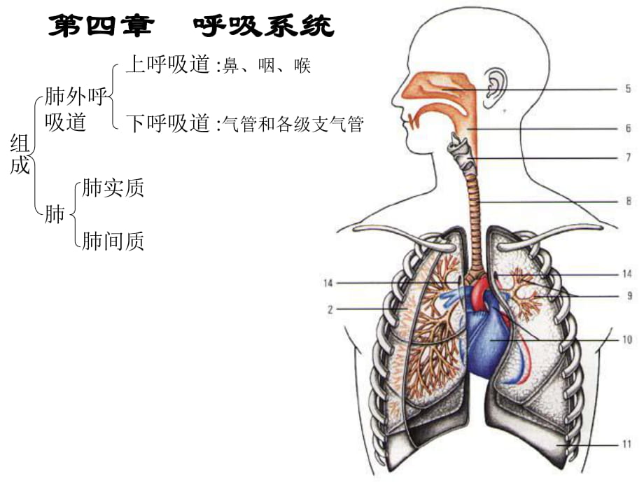 《英语呼吸系统》PPT课件_第1页