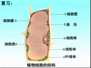 蘇教版七年級生物上冊第3章第2節(jié)人和動物細胞的結(jié)構(gòu)與功能 (19張PPT)