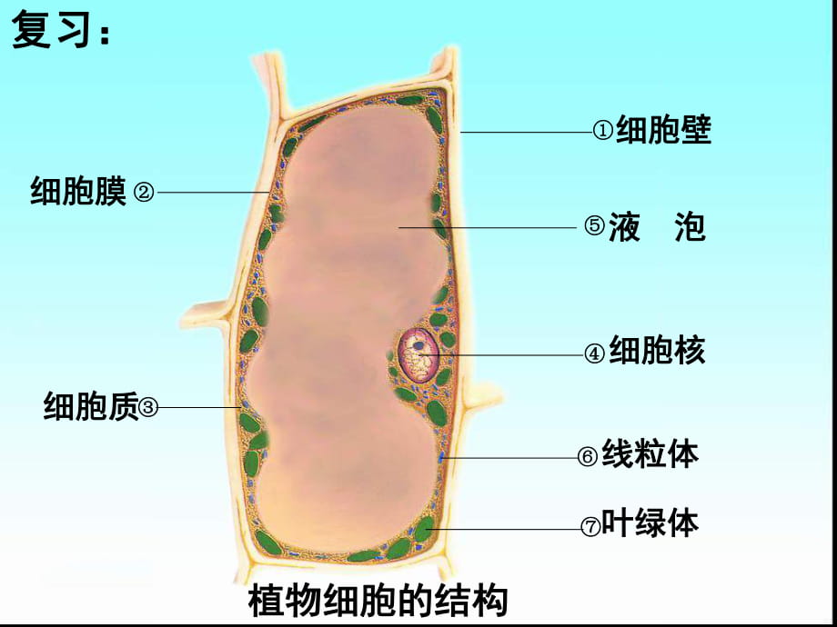 蘇教版七年級生物上冊第3章第2節(jié)人和動物細(xì)胞的結(jié)構(gòu)與功能 (19張PPT)_第1頁