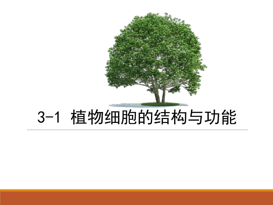 蘇教版七年級生物上冊第3章第1節(jié) 植物細胞的結(jié)構(gòu)與功能 (26張PPT)_第1頁