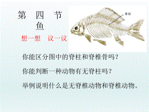 人教版八年級生物上冊5.1.4魚（20張PPT）