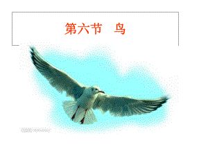 人教版八年級(jí)生物上冊(cè)第5單元第1章第6節(jié)鳥(niǎo) (19張PPT)